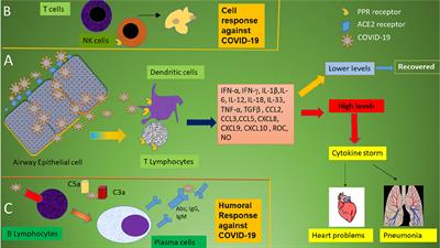 The Immune Response and Immunopathology of COVID-19